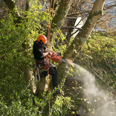 Tree Removal in Des Moines