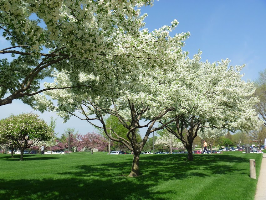 Des Moines Tree Service Spring Cherry Trees