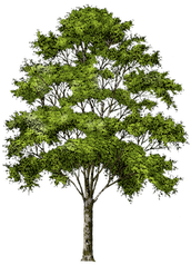 Tree Service Pleasant Hill Logo