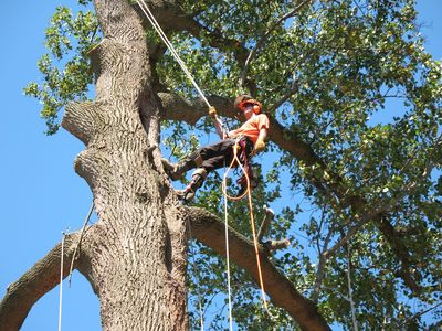Tree Removal Des Moines
