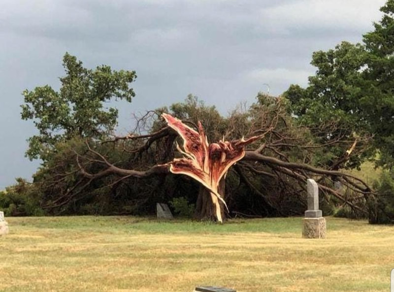 Tree struck by lightning in Des Moines IA