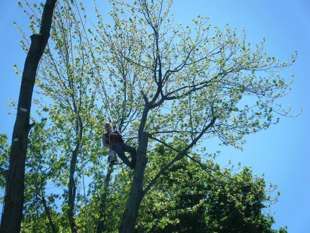 Tree removal Des Moines IA